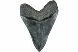 Fossil Megalodon Tooth - South Carolina #226763-2